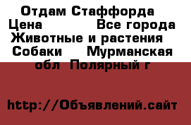 Отдам Стаффорда › Цена ­ 2 000 - Все города Животные и растения » Собаки   . Мурманская обл.,Полярный г.